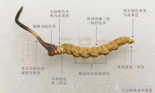 佳洁福生姜洗洁精功效网佳洁士草本含氟吗知识网站,分享佳洁士大全